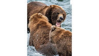 جنگ خرس ها بر سر شکار + عکس