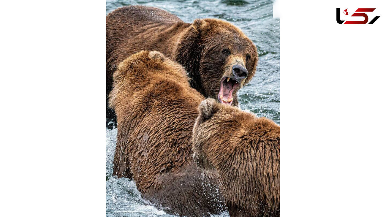 جنگ خرس ها بر سر شکار + عکس