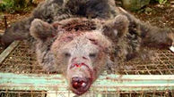 تصویری تلخ از شکار یک خرس در بوانات + عکس 