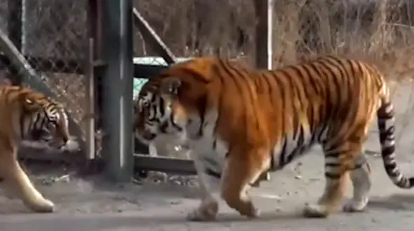 از ابهت ببر سیبری تا شکار آهو توسط یوز پلنگ