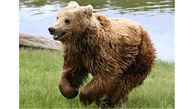 مجازات سنگین زندان برای شکار خرس قهوهای در خلخال