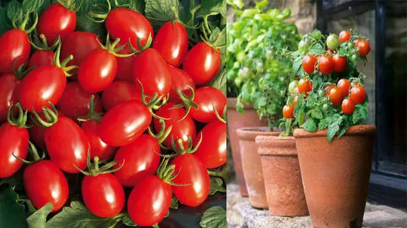 چگونگی پرورش گوجه فرنگی در باغچه های کوچک خانگی