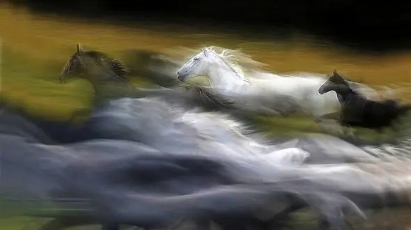 عکس بی نظیر از دویدن اسب‌ها! 