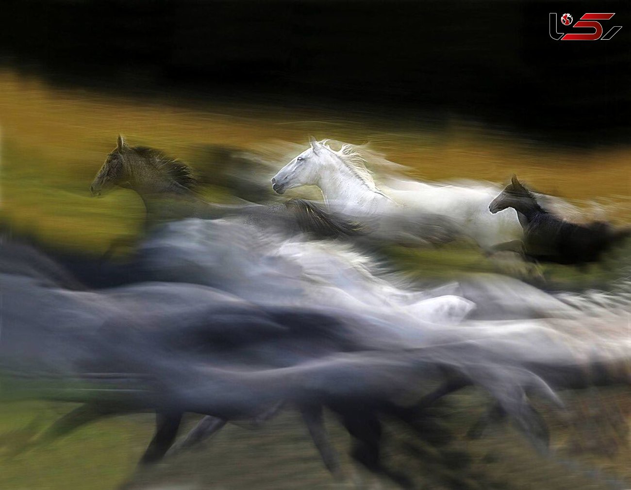 عکس بی نظیر از دویدن اسب‌ها! 