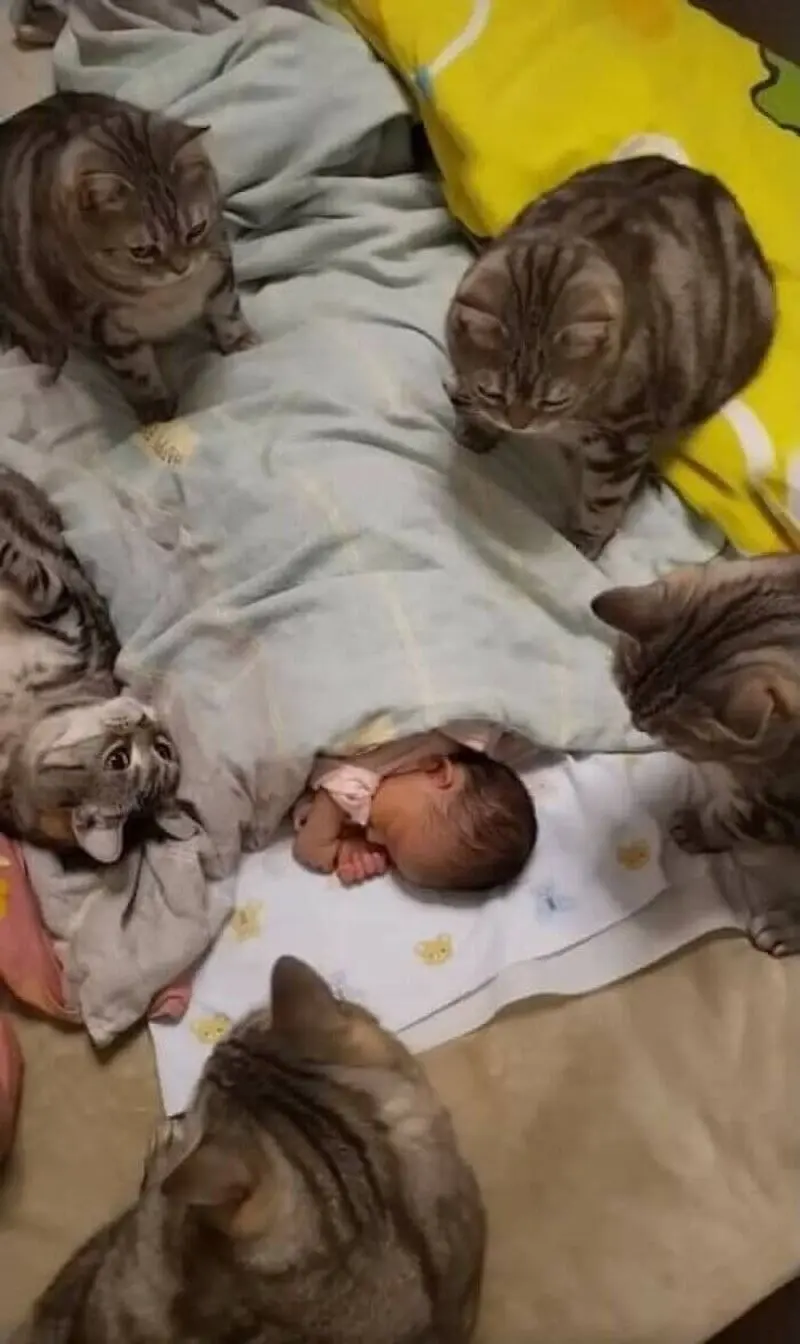 چند گربه در کنار نوزاد