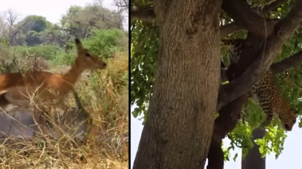 ریسک پلنگ برای شکار ایمپالا + فیلم 