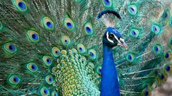 از زیبایی طاووس تا شکار خرس قهوه ایی