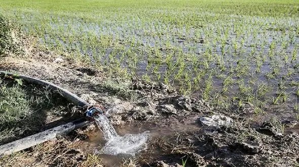 بارش‌های آخر تابستان و هشدار سرمازدگی؛ خسارت در کمین زمین‌های کشاورزی + فیلم