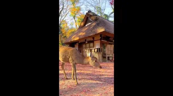 چشم در چشم شدن بچه آهو با شما / فیلم