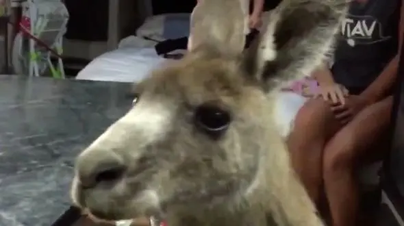 سور و سات کانگوروها در کاروان یک خانواده گردشگر + فیلم و عکس