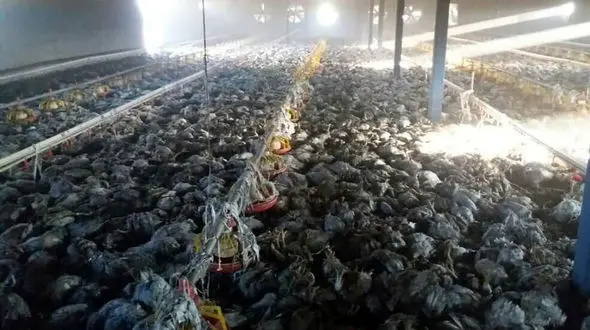 تلف شدن 8 هزار قطعه مرغ در آتش‌ سوزی میرآباد + فیلم