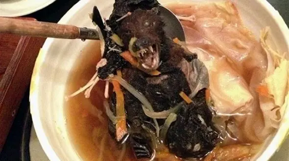 چطور "خفاش، موش، سوسک، سگ، قورباغه" وارد رژیم‌ غذایی چینی‌ها شد؟!