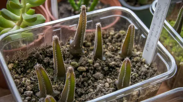 نکات مهم در کاشت و پرورش کاکتوس در خانه