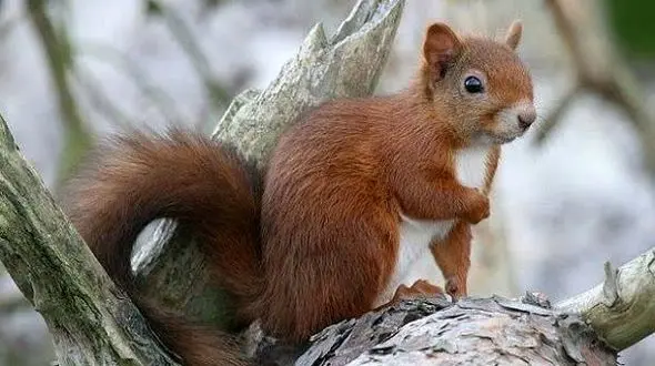 رمال سنجاب فروش به دام افتاد!/دشمن حیات وحش الیگودرز را می‌شناسید؟