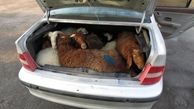 عکس باورنکردنی 13 گوسفند جاسازی شده داخل یک سمند 