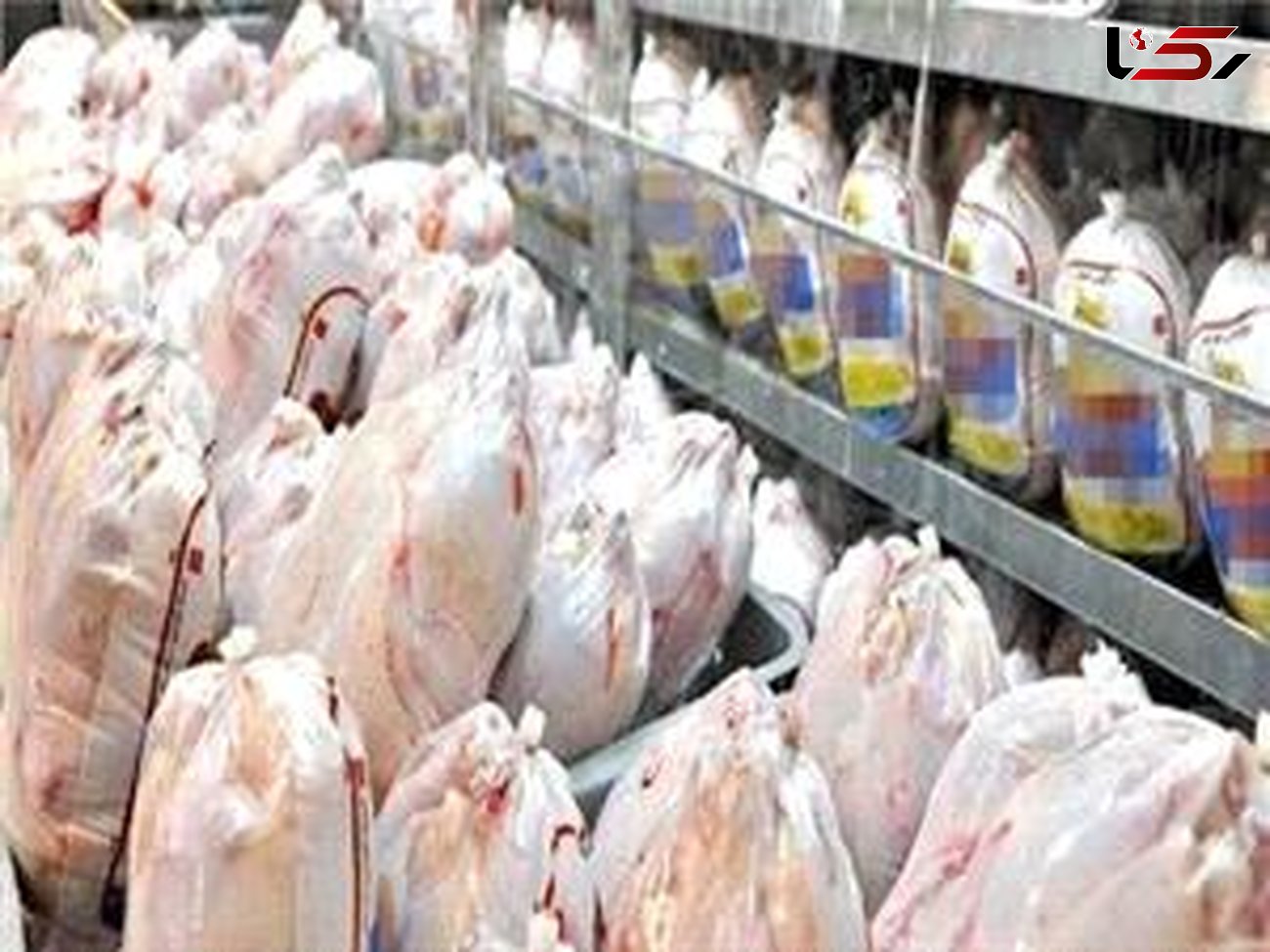 ذخیره‌سازی ۲ هزار تن مرغ در لرستان/ جوجه ریزی در استان افزایش 