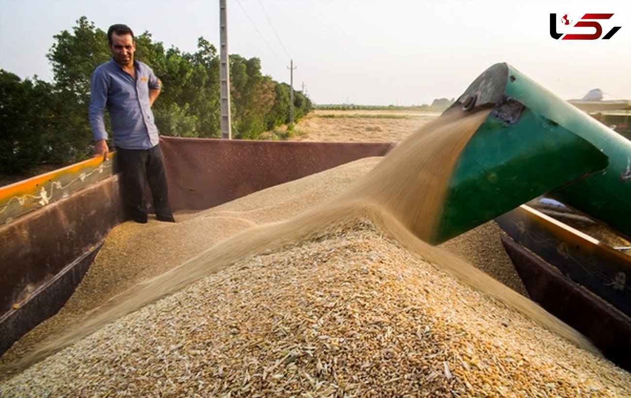 خرید تضمینی گندم تولیدی کشاورزان استان اردبیل