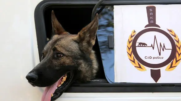 8 عکس از صحنه قتل داریوش مهرجویی و همسرش