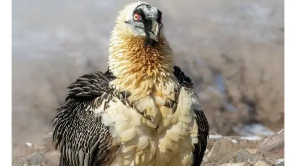 عکس بی نظیر از همای سعادت پرنده افسانه ای ایران / عکاس خراسانی شکار کرد!