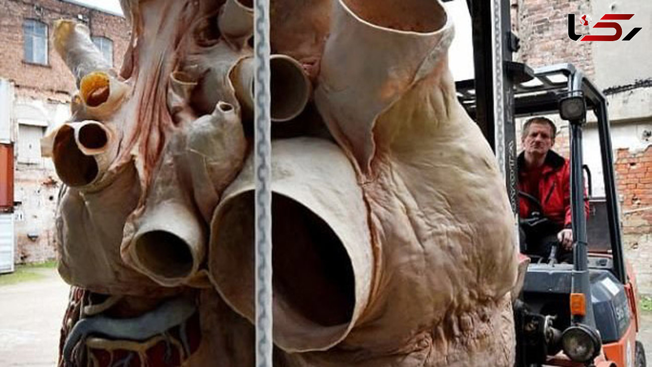 نمایش قلب ۲۷۲ کیلوگرمی نهنگ آبی در یک موزه +تصاویر دیدنی 