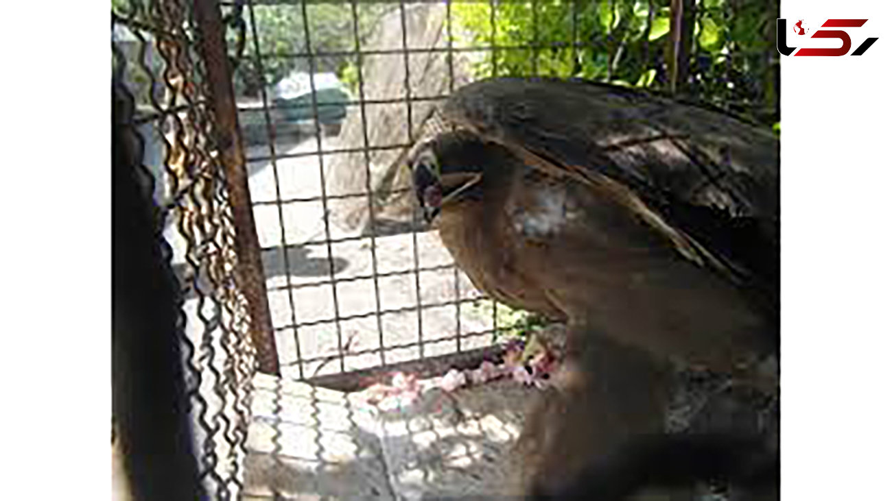 بازداشت شکارچی پرنده های کمیاب در بهشهر 