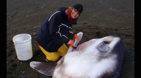 کشف یک ماهی‌عظیم‌الجثه جدید / این ماهی ۱۳۰سال‌ از دانشمندان فرار می کرد + عکس