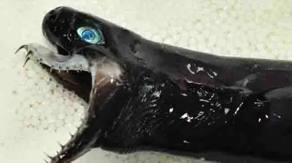 کشف کوسه ای عجیب با ظاهری شبیه مار افعی + عکس