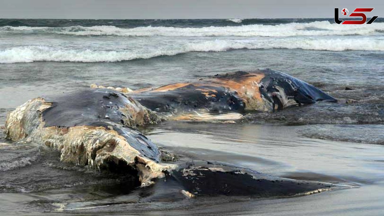 کشف یک نهنگ مرده در فیلیپین با 40 گیلوگرم کیسه پلاستیکی در معده+عکس