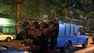 پشت پرده قطع شبانه درختان در منطقه ۶ تهران / شهرداری توضیح داد