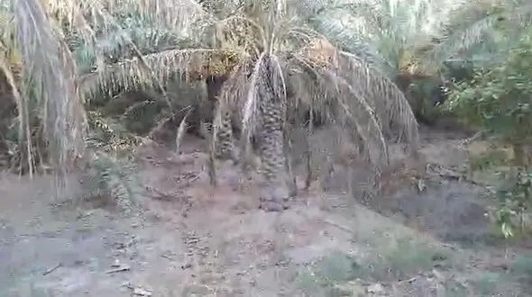 ۲۸۰۰ میلیارد تومان خسارت در یک فصل؛ نخلستان‌های آبادان زیر تیغ آب شور/ این بحران بیش از آن‌که محلی باشد، زنگ خطری ملی است   + فیلم