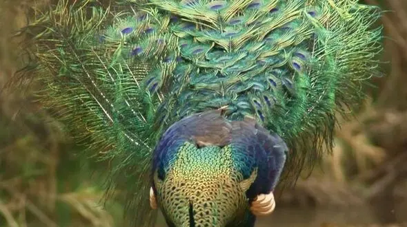 چهره هایی از حیات وحش