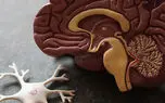 این 4 تصور غلط درباره آلزایمر را همین امروز فراموش کنید