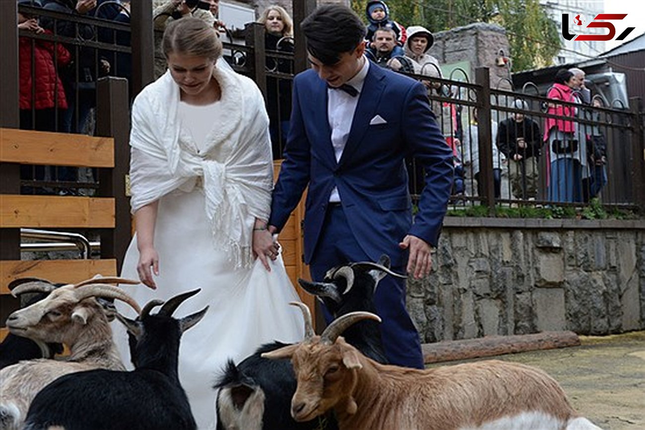 مراسم عروسی در باغ وحش مسکو
