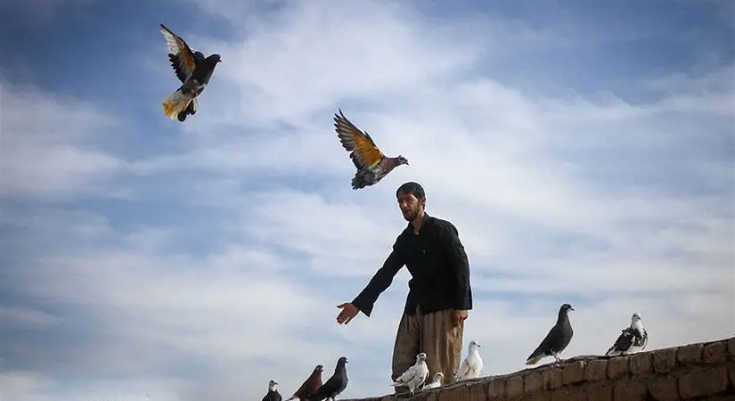 فیلم /  صدها کفترباز ایرانی وسط بیابان دراز کشیده‌اند و به آسمان خیره شده‌اند؟ ماجرای عجیب این فیلم پربازدید!