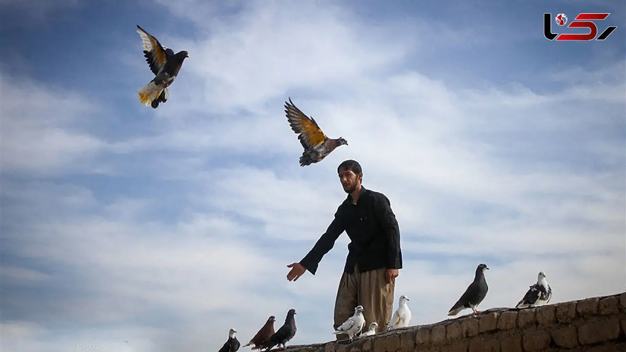 فیلم /  صدها کفترباز ایرانی وسط بیابان دراز کشیده‌اند و به آسمان خیره شده‌اند؟ ماجرای عجیب این فیلم پربازدید!