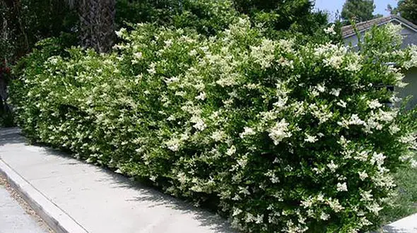 چشم نوازی یاس های سفید درخیابان های منطقه ۲ تهران