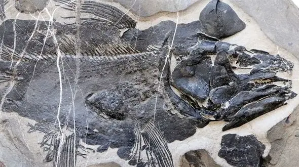 فسیل 249 میلیون ساله ماهی؛ راز دندان‌ها و جمجمه عجیب کشف شد