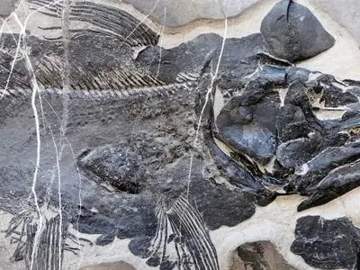 فسیل 249 میلیون ساله ماهی؛ راز دندان‌ها و جمجمه عجیب کشف شد