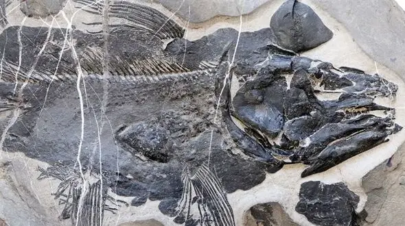 فسیل 249 میلیون ساله ماهی؛ راز دندان‌ها و جمجمه عجیب کشف شد