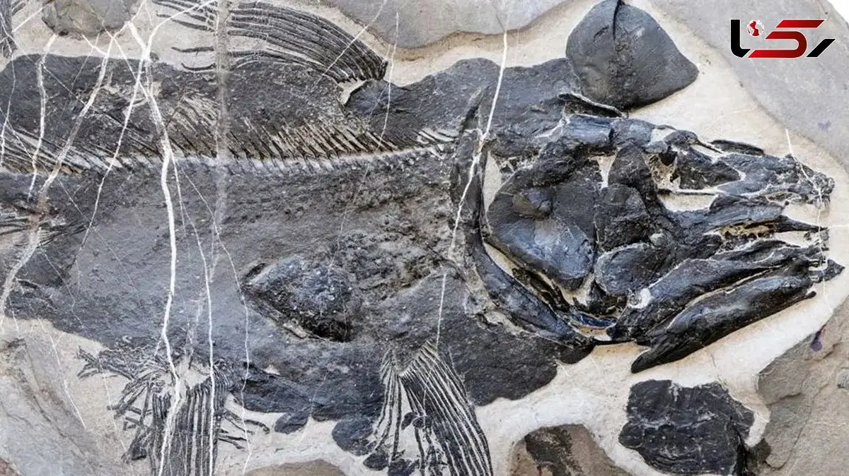 فسیل 249 میلیون ساله ماهی؛ راز دندان‌ها و جمجمه عجیب کشف شد