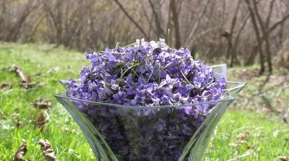 آسم را با نسخه های خانگی از پای درآورید
