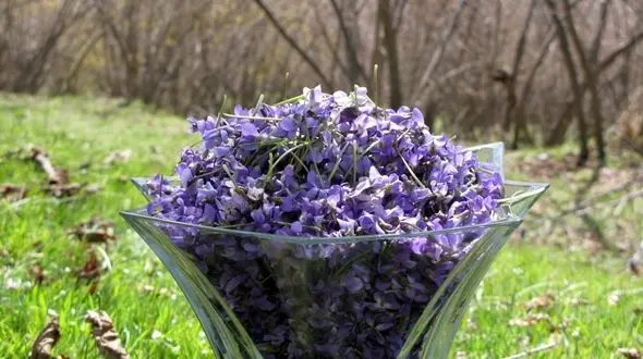 آسم را با نسخه های خانگی از پای درآورید