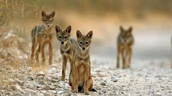 شغال طلایی در مازندران + عکس