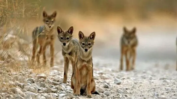 شغال طلایی در مازندران + عکس