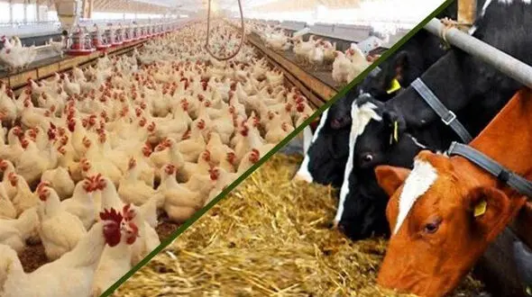 مجوز صادرات در حوزه‌های دام و طیور صادر شد