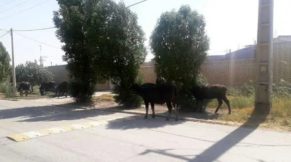 جولان گاومیش ها در خیابان های آبادان + فیلم