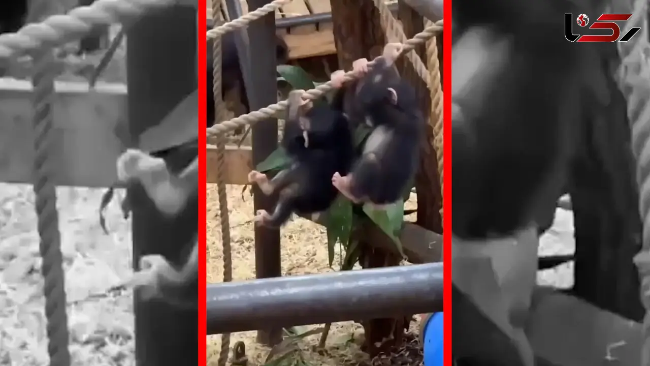 فیلم بازی بچه شامپانزه ها در باغ وحش