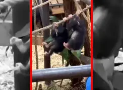 فیلم بازی بچه شامپانزه ها در باغ وحش