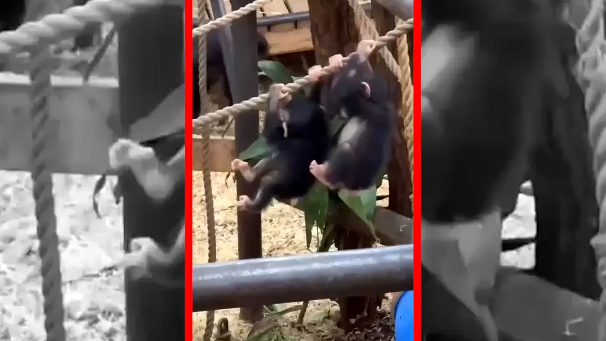 فیلم بازی بچه شامپانزه ها در باغ وحش