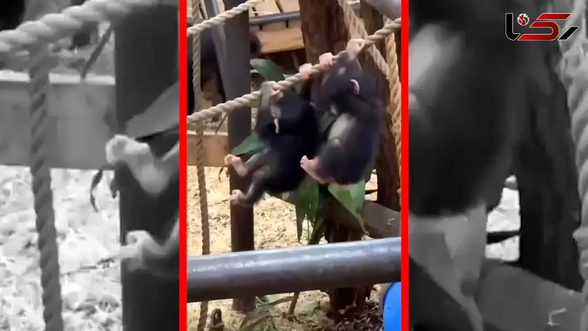 فیلم بازی بچه شامپانزه ها در باغ وحش